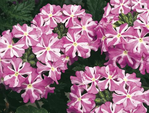 Photo de variété de fleurs à utiliser comme: Pot, Plante à massif, patio, Suspension Verbena Lanai® Lavender Sta