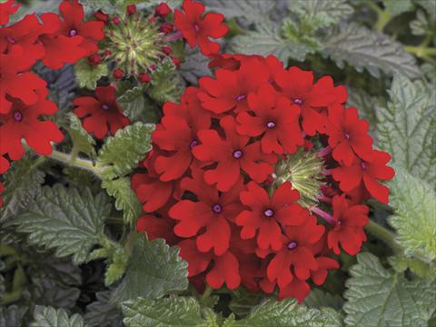 Photo de variété de fleurs à utiliser comme: Pot, Plante à massif, patio, Suspension Verbena Lanai® Red