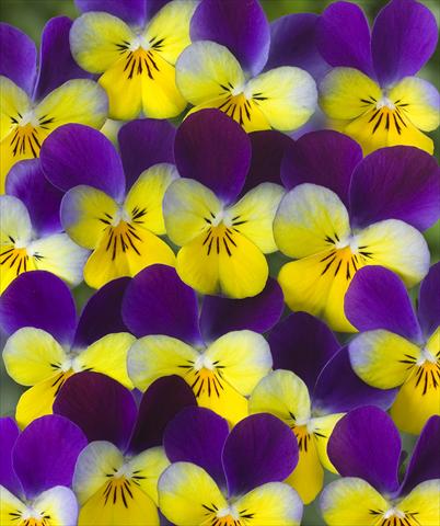 Photo de variété de fleurs à utiliser comme: Pot, Plante à massif, patio Viola x williamsii F.1 Carpet Antique Purple Yellow F1