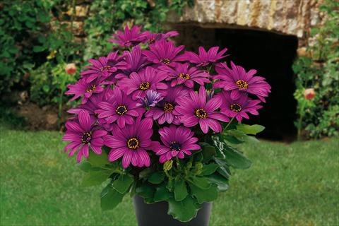 Photo de variété de fleurs à utiliser comme: Pot, Plante à massif, patio, Suspension Osteospermum Springstar Magenta