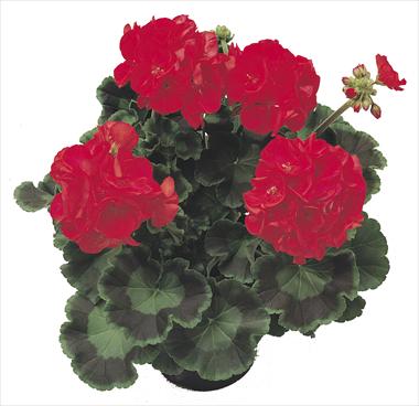 Photo de variété de fleurs à utiliser comme: Patio, pot Pelargonium zonale Polaris