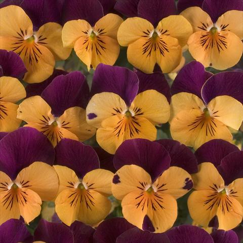 Photo de variété de fleurs à utiliser comme: Pot, Plante à massif, patio Viola x williamsiana Floral Power Orange Red Wing F1