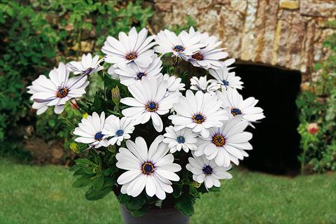 Photo de variété de fleurs à utiliser comme: Pot, Plante à massif, patio, Suspension Osteospermum Springstar White