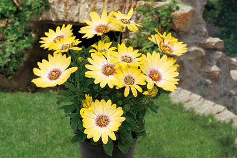 Photo de variété de fleurs à utiliser comme: Pot, Plante à massif, patio, Suspension Osteospermum Springstar Yellow