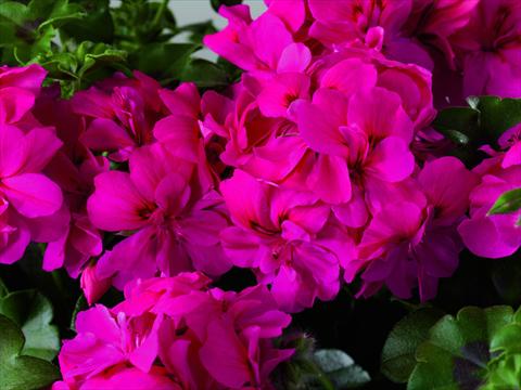 Photo de variété de fleurs à utiliser comme: Patio, pot Pelargonium zonale Starbright India