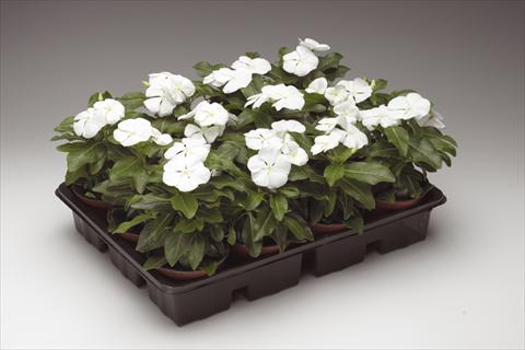 Photo de variété de fleurs à utiliser comme: Pot et Plante à massif Catharanthus roseus - Vinca Sunstorm© Pure White