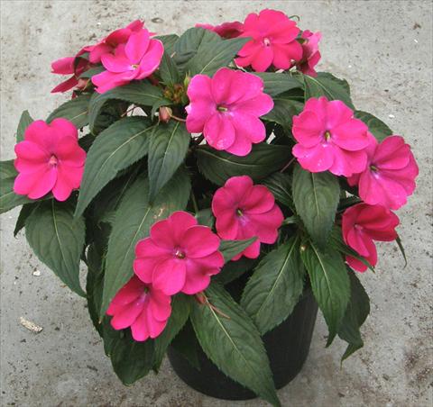 Photo de variété de fleurs à utiliser comme: Pot et Plante à massif Impatiens N. Guinea SunPatiens® Compact Magenta