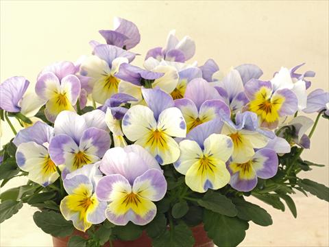 Photo de variété de fleurs à utiliser comme: Pot et Plante à massif Viola cornuta Caramel Innocence Angelo