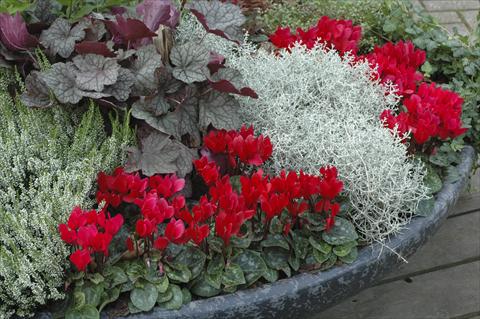 Photo de variété de fleurs à utiliser comme: Patio, pot Cyclamen persicum Super Serie® Mini Winter™ F1 Red