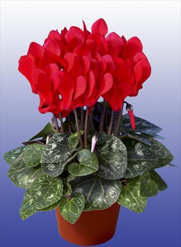 Photo de variété de fleurs à utiliser comme: Pot Cyclamen persicum Super Serie® Mini Winter™ F1 Red