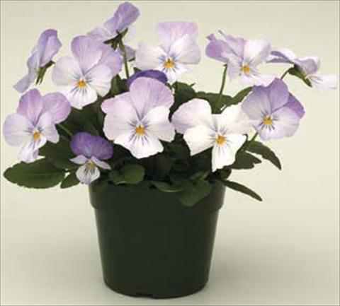 Photo de variété de fleurs à utiliser comme: Pot et Plante à massif Viola cornuta Velocity Baby Blue