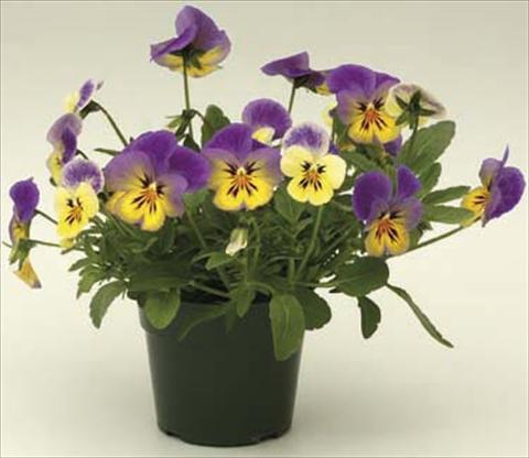 Photo de variété de fleurs à utiliser comme: Pot et Plante à massif Viola cornuta Velocity Lemon