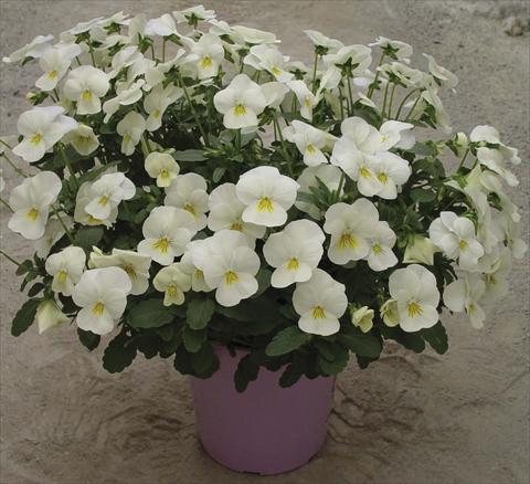 Photo de variété de fleurs à utiliser comme: Pot et Plante à massif Viola cornuta Velocity White