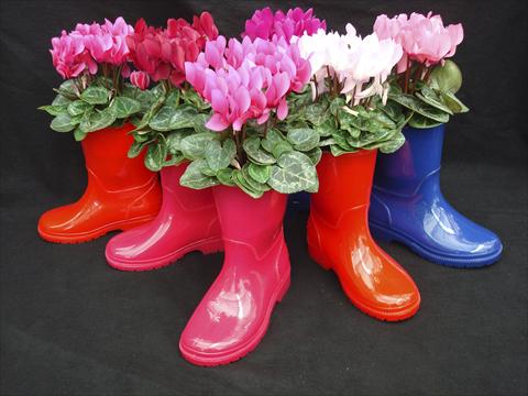 Photo de variété de fleurs à utiliser comme: Pot, patio, Suspension Cyclamen persicum Super Serie® Verano® F1 Boots