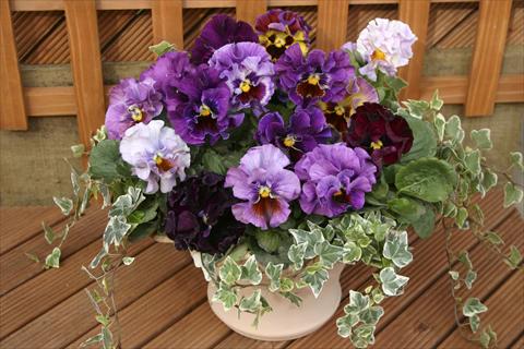 Photo de variété de fleurs à utiliser comme: Fleur coupée Viola wittrockiana Moulin Rouge Mix