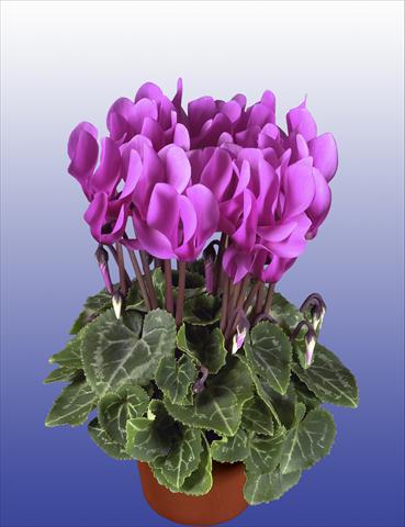 Photo de variété de fleurs à utiliser comme: Pot, patio, Suspension Cyclamen persicum Super Serie® Verano® F1 Light Violet