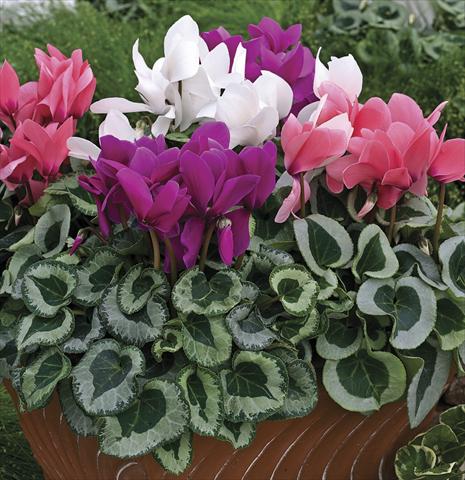 Photo de variété de fleurs à utiliser comme: Pot et Plante à massif Cyclamen persicum Winter Ice Mix