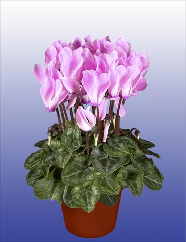 Photo de variété de fleurs à utiliser comme: Pot, patio, Suspension Cyclamen persicum Super Serie® Verano® F1 Neon Flamed