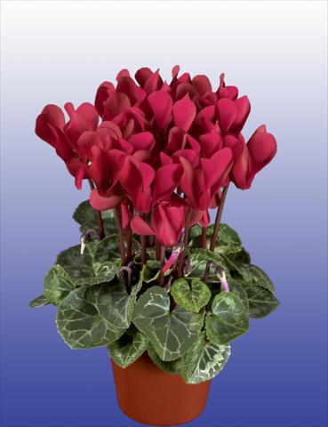 Photo de variété de fleurs à utiliser comme: Pot, patio, Suspension Cyclamen persicum Super Serie® Verano® F1 Wine Red