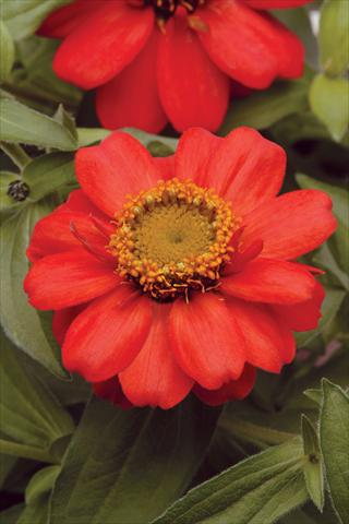 Photo de variété de fleurs à utiliser comme: Pot et Plante à massif Zinnia marylandica Zahara Scarlet