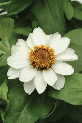Photo de variété de fleurs à utiliser comme: Pot et Plante à massif Zinnia marylandica Zahara White