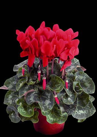 Photo de variété de fleurs à utiliser comme: Pot Cyclamen persicum Super Serie® XL® F1 Wine Red