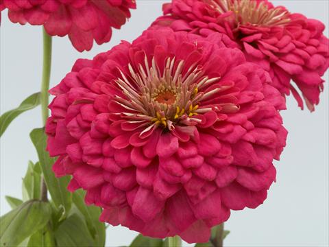 Photo de variété de fleurs à utiliser comme: Plante à massif/ plante de bordure Zinnia elegans Eldorado rose