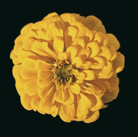 Photo de variété de fleurs à utiliser comme: Plante à massif/ plante de bordure Zinnia elegans Eldorado Yellow