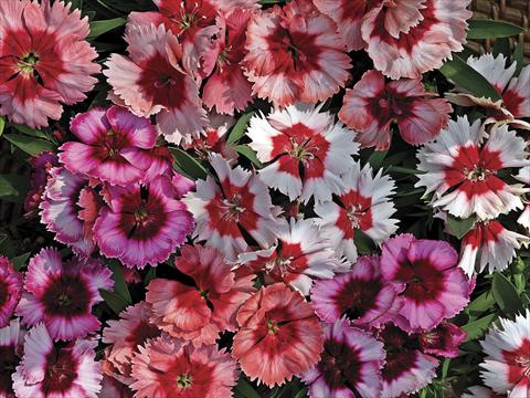 Photo de variété de fleurs à utiliser comme: Pot et Plante à massif Dianthus chinensis Super Parfait Mix