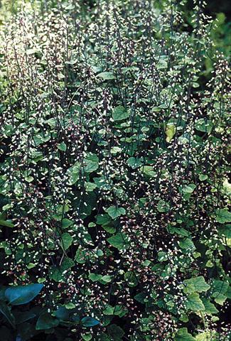Photo de variété de fleurs à utiliser comme: Plante à massif/ plante de bordure Tiarella polyphylla Filigran