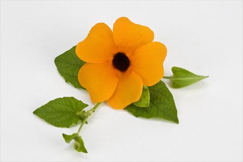 Photo de variété de fleurs à utiliser comme: Pot, patio, Suspension Thumbergia alata Orange