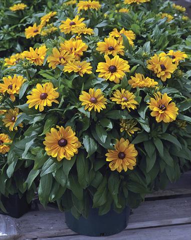 Photo de variété de fleurs à utiliser comme: Plante à massif/ plante de bordure Rudbeckia hirta Tiger Eye Gold