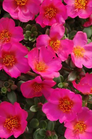 Photo de variété de fleurs à utiliser comme: Pot et Plante à massif Portulaca Toucan Fuchsia