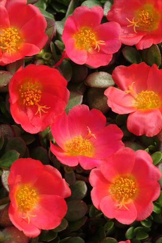 Photo de variété de fleurs à utiliser comme: Pot et Plante à massif Portulaca Toucan Scarlet Shades