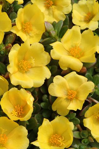 Photo de variété de fleurs à utiliser comme: Pot et Plante à massif Portulaca Toucan Yellow