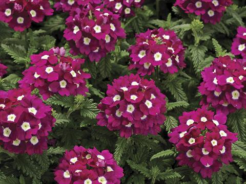 Photo de variété de fleurs à utiliser comme: Pot, Plante à massif, patio Verbena tenera Tuscany Burgundy with Eye