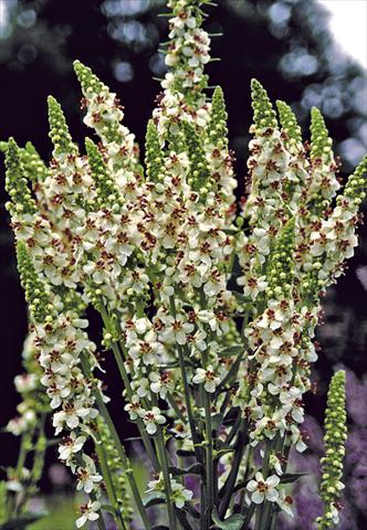 Photo de variété de fleurs à utiliser comme: Plante à massif/ plante de bordure Verbascum chaixii Wedding Candles