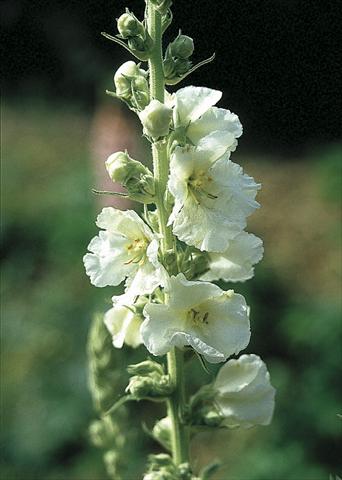 Photo de variété de fleurs à utiliser comme: Plante à massif/ plante de bordure Verbascum hybridum Spica