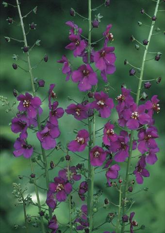 Photo de variété de fleurs à utiliser comme: Plante à massif/ plante de bordure Verbascum phoeniceum Violetta