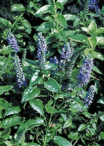 Photo de variété de fleurs à utiliser comme: Plante à massif, pot ou Suspension Veronica subsessilis Blue Pyramid