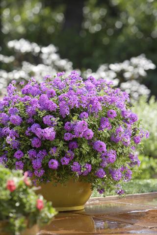 Photo de variété de fleurs à utiliser comme: Plante à massif, pot ou Suspension Verbena Tapien® Purple