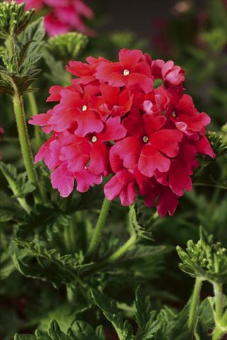 Photo de variété de fleurs à utiliser comme: Pot, Plante à massif, patio, Suspension Verbena Lanai® Strawberry and Cream