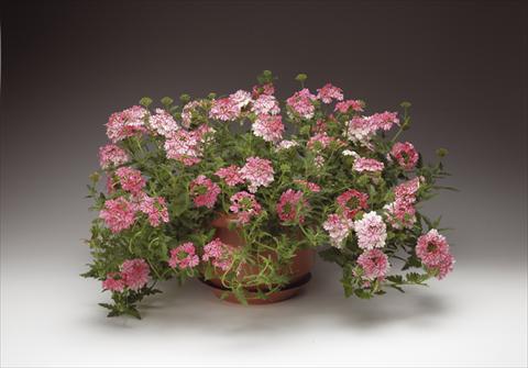 Photo de variété de fleurs à utiliser comme: Pot, Plante à massif, patio, Suspension Verbena Lanai® Sweet Stripe