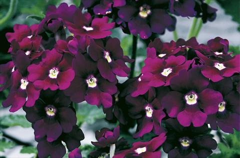 Photo de variété de fleurs à utiliser comme: Pot, Plante à massif, patio, Suspension Verbena Lanai® Royal Purple with Eye
