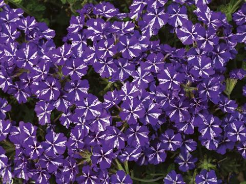 Photo de variété de fleurs à utiliser comme: Pot, Plante à massif, patio, Suspension Verbena Lanai® Purple Star