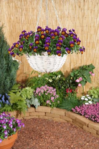 Photo de variété de fleurs à utiliser comme: Pot, Plante à massif, patio, Suspension Viola x williamsii F.1 Four Seasons Bronze Purple F1