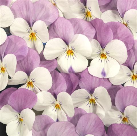 Photo de variété de fleurs à utiliser comme: Pot, Plante à massif, patio Viola x williamsiana Floral Power White Rose Wing F1