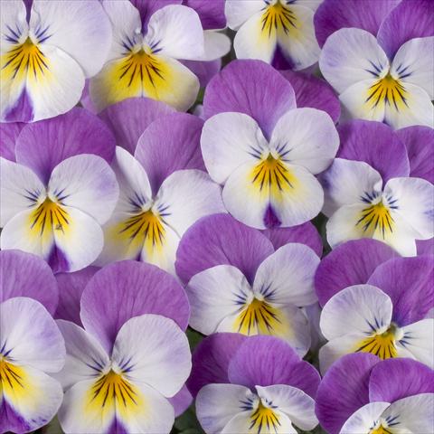 Photo de variété de fleurs à utiliser comme: Pot, Plante à massif, patio Viola x williamsiana Floral Power Super Rose Wing F1