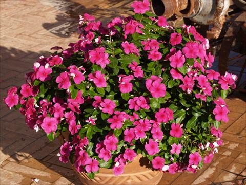 Photo de variété de fleurs à utiliser comme: Pot, Plante à massif, patio Catharanthus roseus - Vinca Egeo Purple