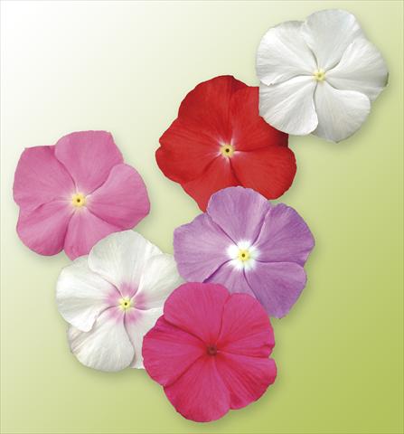 Photo de variété de fleurs à utiliser comme: Pot, Plante à massif, patio, Suspension Catharanthus roseus - Vinca Vitesse Mix